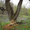 Beaver Damage