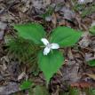Trillium on the Forest Floor